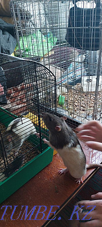 Selling rats and Dumbo rats! Semey - photo 3