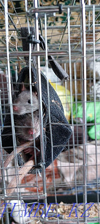 Selling rats and Dumbo rats! Semey - photo 2