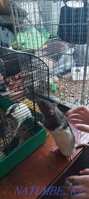 Selling rats and Dumbo rats! Semey - photo 3