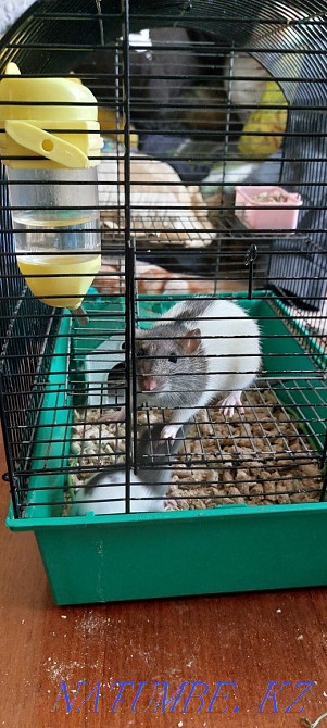 Selling rats and Dumbo rats! Semey - photo 5