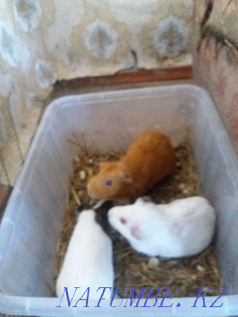 Selling a pair of guinea pigs  - photo 2