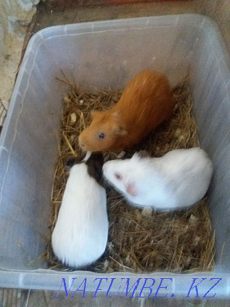 Selling a pair of guinea pigs  - photo 1