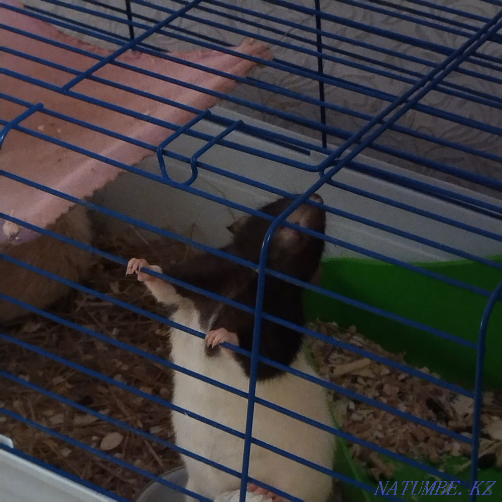 rats with cage for sale Lisakovsk - photo 2