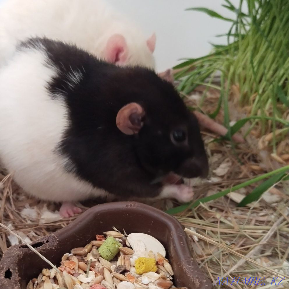 rats with cage for sale Lisakovsk - photo 1