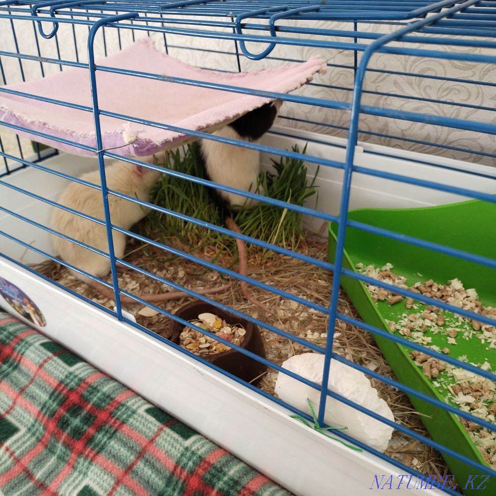 rats with cage for sale Lisakovsk - photo 3