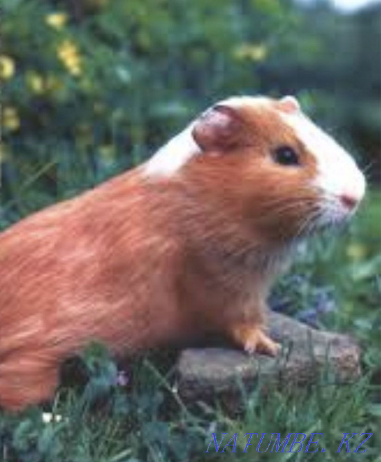 Guinea pig Oral - photo 1