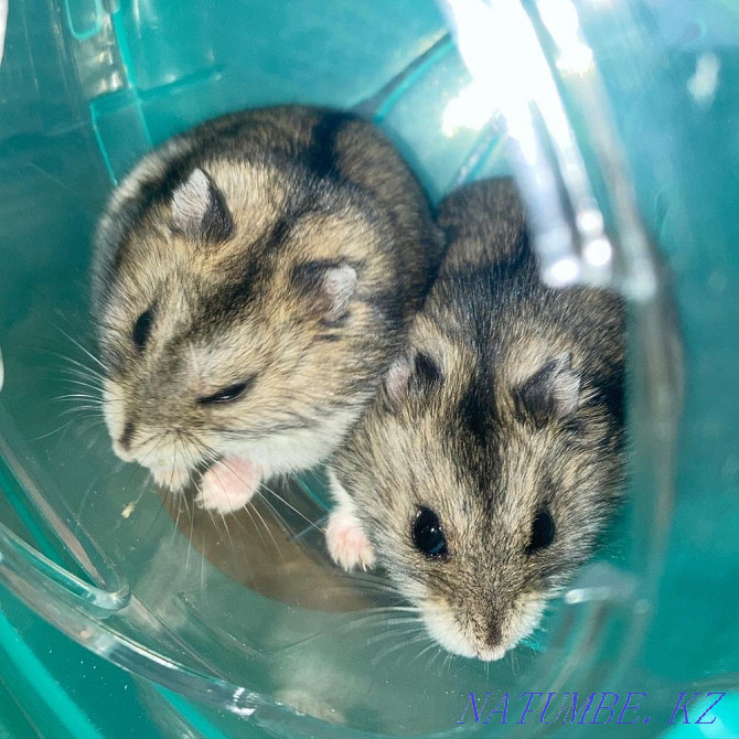 hamsters for sale girls Semey - photo 1