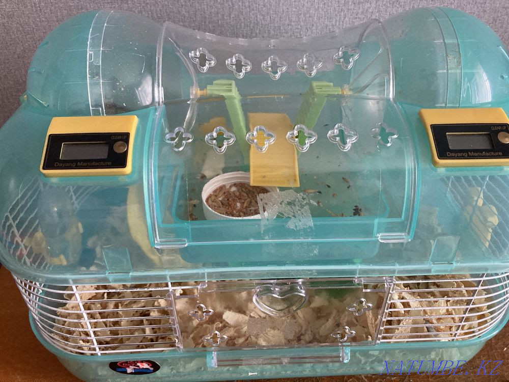 hamsters for sale girls Semey - photo 2