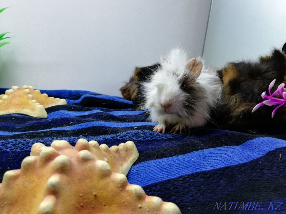 Sliced Guinea Pig Kostanay - photo 5