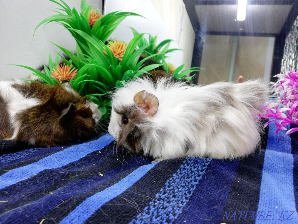 Sliced Guinea Pig Kostanay - photo 3