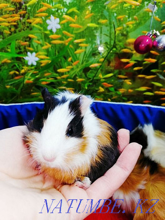 Guinea pig available Kostanay - photo 3