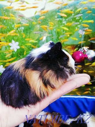 Guinea pig available Kostanay - photo 6