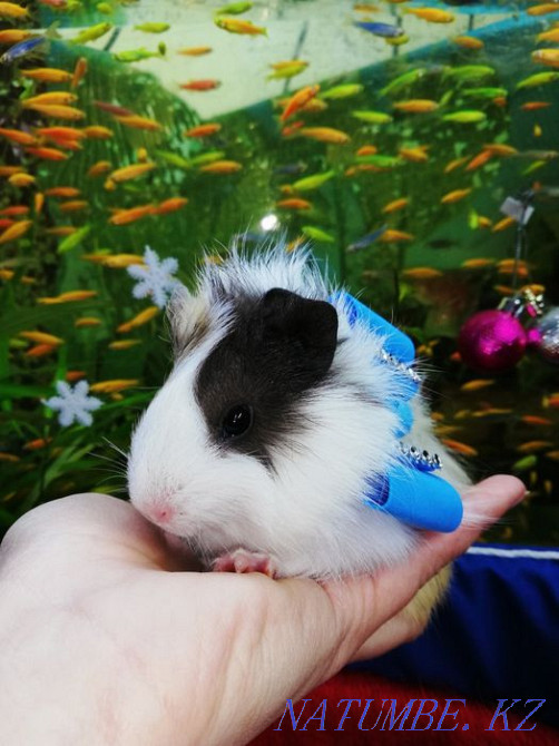 Морская свинка в наличие Костанай - изображение 7