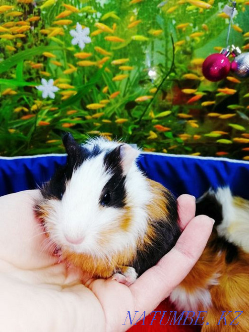 Морская свинка в наличие Костанай - изображение 3