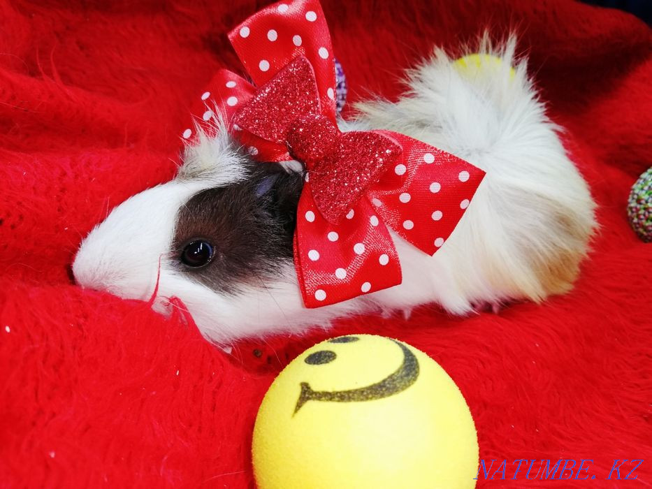 Морская свинка в наличие Костанай - изображение 5