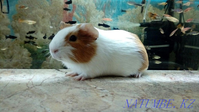 Smooth Coated Guinea Pigs Kostanay - photo 1