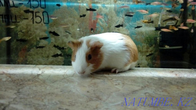 Smooth Coated Guinea Pigs Kostanay - photo 3