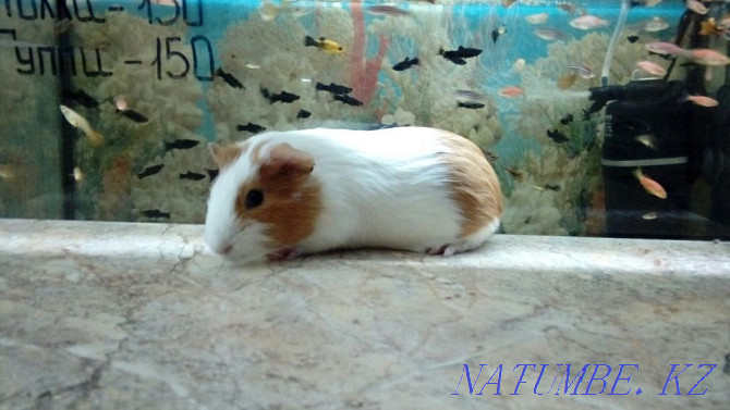 Smooth Coated Guinea Pigs Kostanay - photo 2