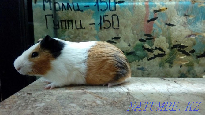 Smooth Coated Guinea Pigs Kostanay - photo 6