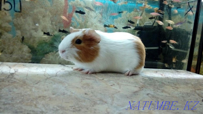 Smooth Coated Guinea Pigs Kostanay - photo 7