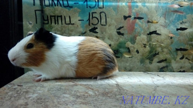 Smooth Coated Guinea Pigs Kostanay - photo 5