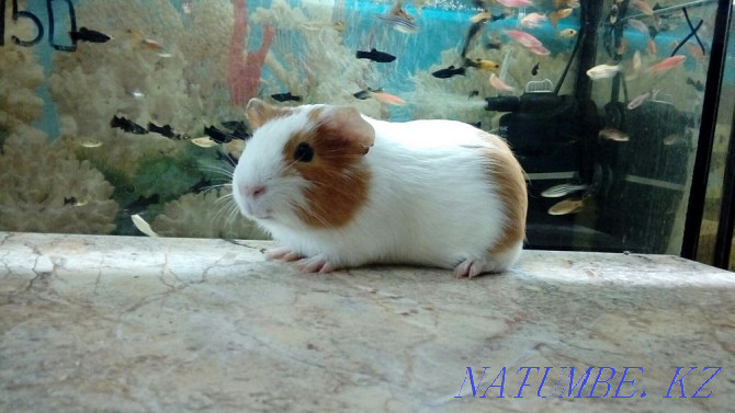 Smooth Coated Guinea Pigs Kostanay - photo 4