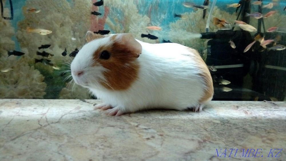 Гладкошерстные Морские Свинки Костанай - изображение 1