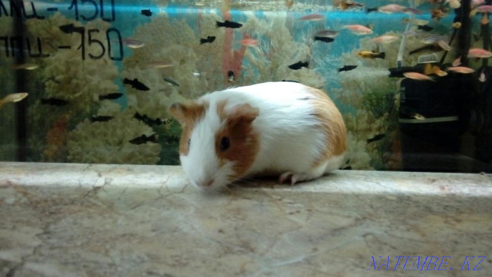 Гладкошерстные Морские Свинки Костанай - изображение 3