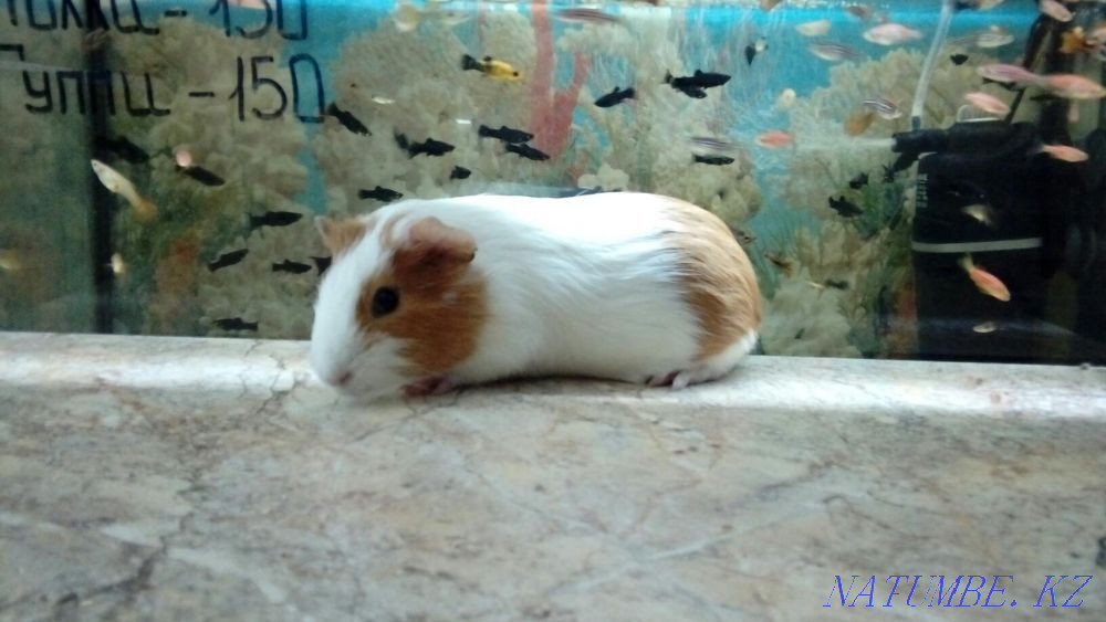 Гладкошерстные Морские Свинки Костанай - изображение 2