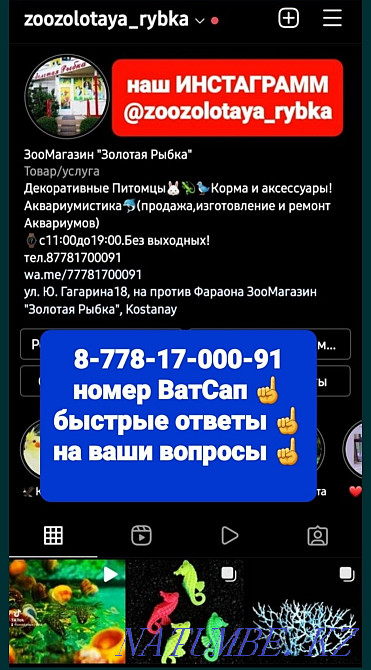 Гладкошерстные Морские Свинки Костанай - изображение 8