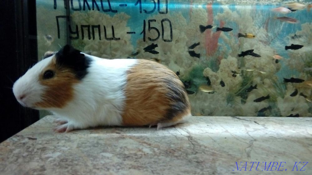 Гладкошерстные Морские Свинки Костанай - изображение 5