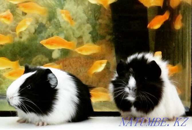 Guinea pig age 35 days Kostanay - photo 6