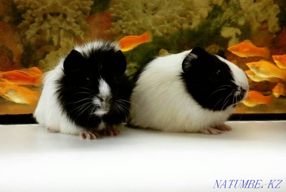 Guinea pig age 35 days Kostanay - photo 5