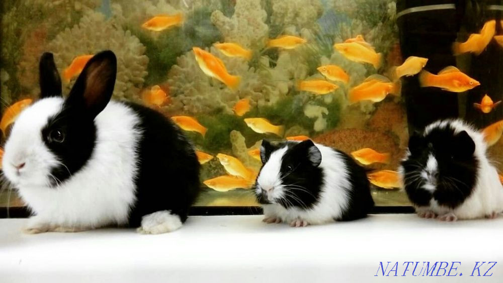 Guinea pig age 35 days Kostanay - photo 2