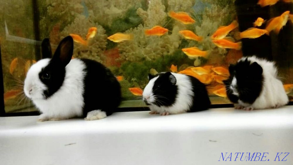 Guinea pig age 35 days Kostanay - photo 3
