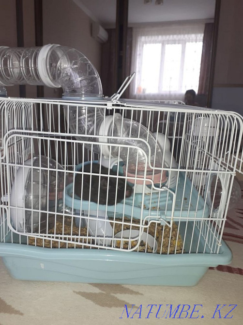 Syrian black hamster, girl, name is Varvara Astana - photo 4