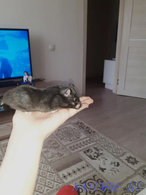 Syrian black hamster, girl, name is Varvara Astana - photo 3