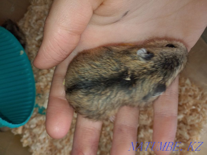 I sell Djungarian hamsters Astana - photo 5