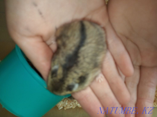 I sell Djungarian hamsters Astana - photo 4