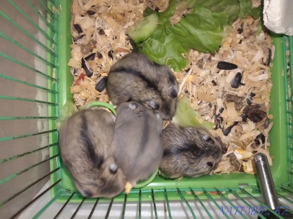 I sell Djungarian hamsters Astana - photo 1