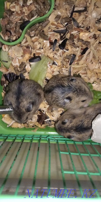 I sell Djungarian hamsters Astana - photo 2
