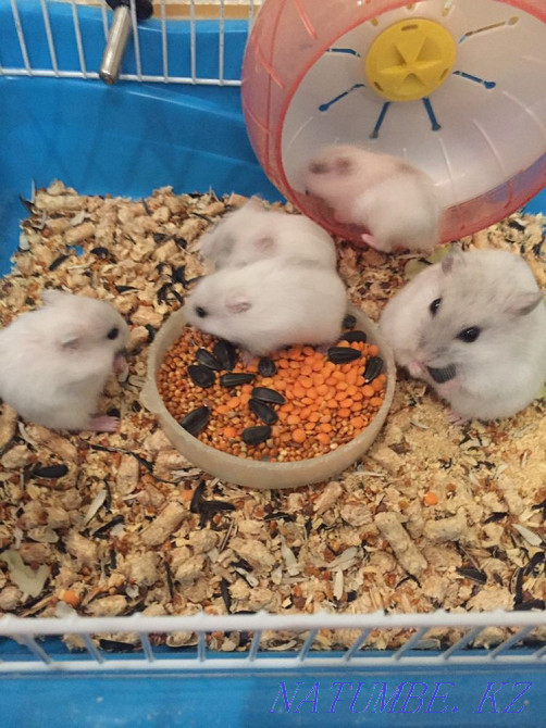 Мен хомяк сатамын  Өскемен - изображение 2