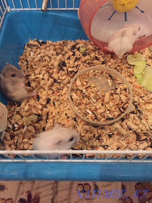 Мен хомяк сатамын  Өскемен - изображение 5