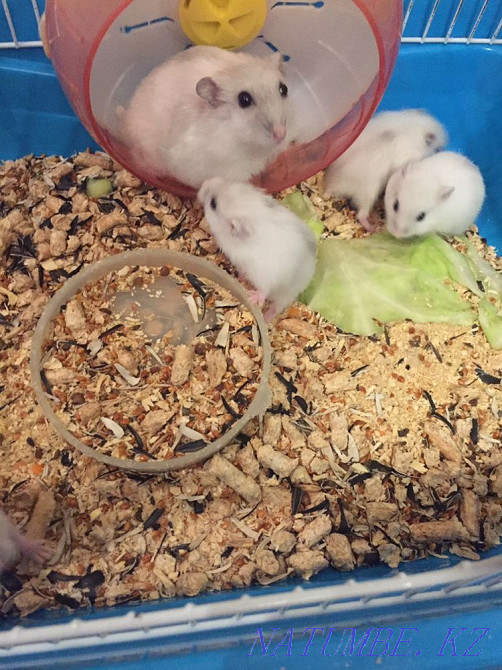 Мен хомяк сатамын  Өскемен - изображение 6