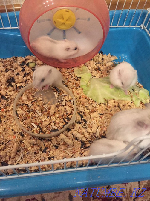 Мен хомяк сатамын  Өскемен - изображение 4