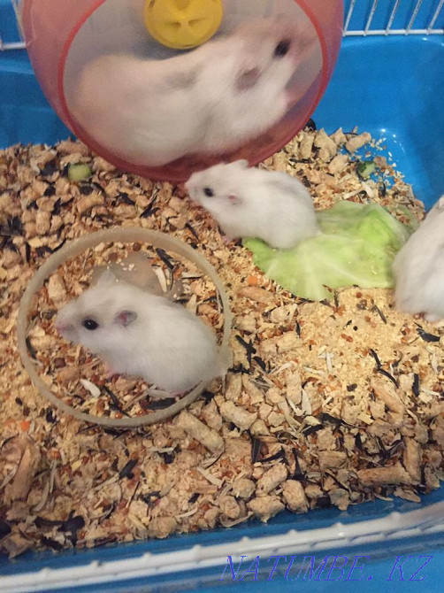 Мен хомяк сатамын  Өскемен - изображение 7