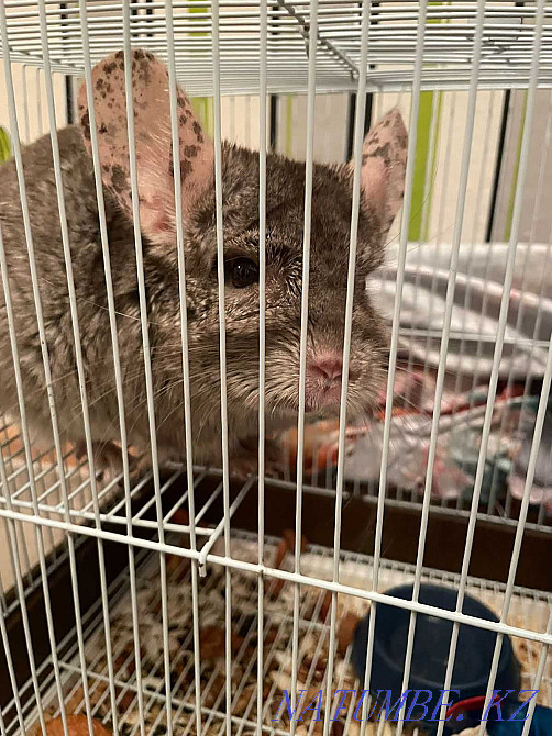 Продам шиншиллу мальчика 1 годик Рудный - изображение 2