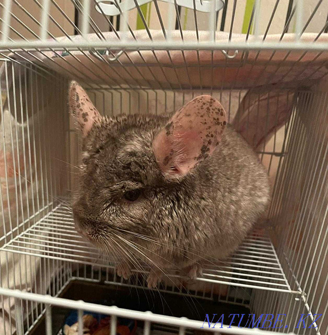 Продам шиншиллу мальчика 1 годик Рудный - изображение 1