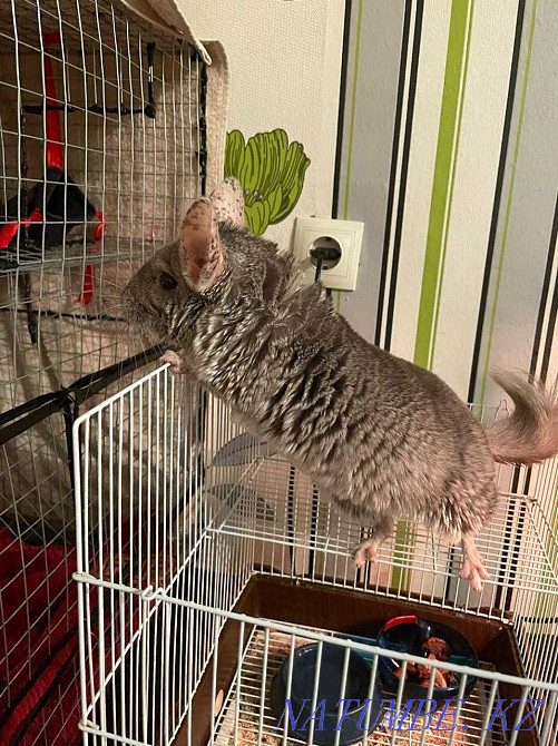 Продам шиншиллу мальчика 1 годик Рудный - изображение 3