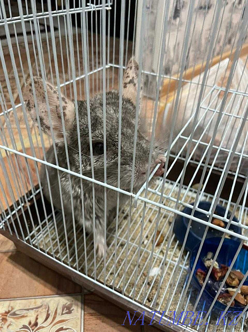 Продам шиншиллу мальчика 1 годик Рудный - изображение 4